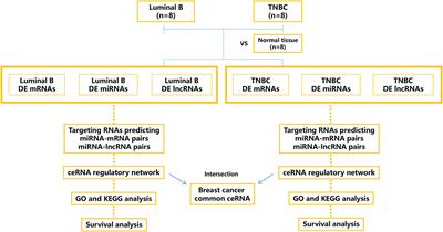 RNA atlas and competing endogenous RNA regulation in tissue-derived exosomes from luminal B and triple-negative breast cancer patients